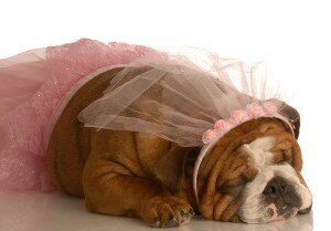 bigstock_Bulldog_Ballerina_4410335